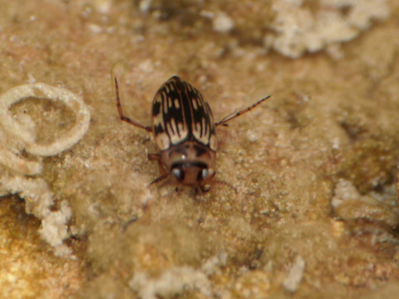 Piccolo Dytiscidae: Scarodytes halensis halensis